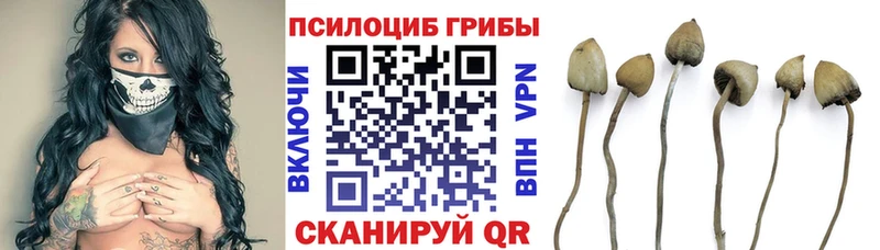 Купить  Кодинск  Галлюциногенные грибы Magic Shrooms 